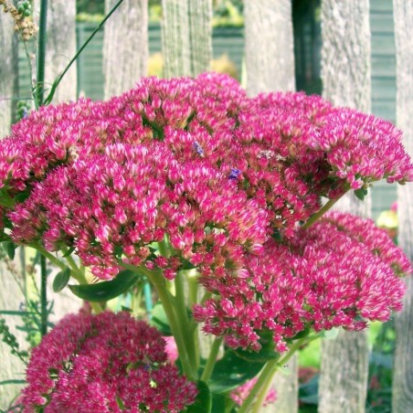 Sedum Herbstfreude - Rouge Brun