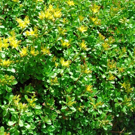 Sedum Kamtschaticum Immergrunchen