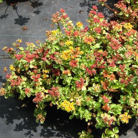 Sedum Kamtschaticum Variegatum - Jaune / Rouge