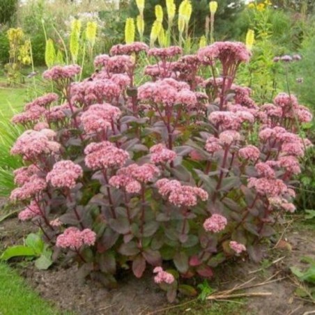 Sedum Matrona - Blanc Rosé