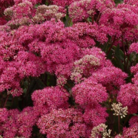 Sedum Mr Goodbud - Carmin