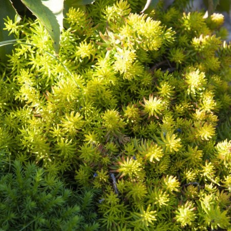 Sedum Reflexum - Jaune