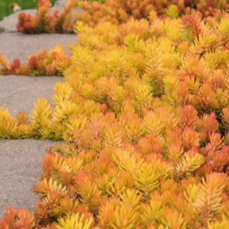 Sedum Reflexum Angelina - Jaune