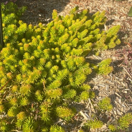 Sedum Reflexum Angelina - Jaune