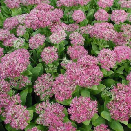 Sedum Spectabile Brillant - Rose Foncé