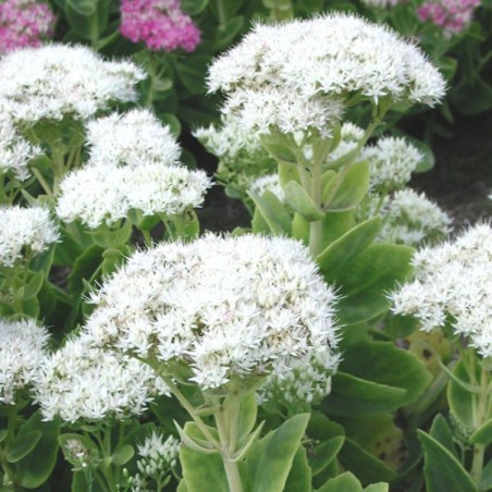 Sedum Spectabile Iceberg - Blanc