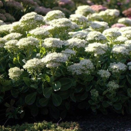 Sedum Spectabile Stardust