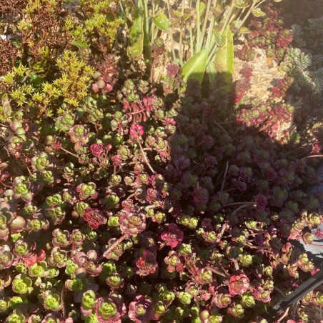 Sedum Spurium Purpur Winter - Rose