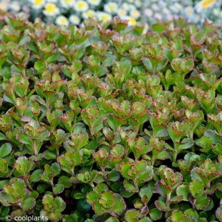 Sedum Spurium Purpur Winter - Rose