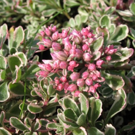 Sedum Spurium Tricolor - Rose