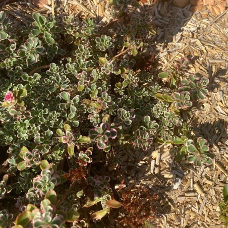 Sedum Spurium Tricolor - Rose