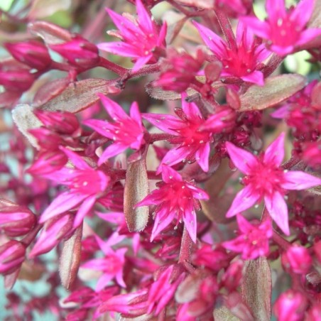 Sedum Spurium Voodoo - Feuill Pourpre