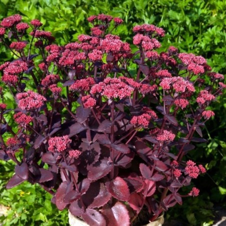 Sedum Telephium Seduction Cherry Chocolate