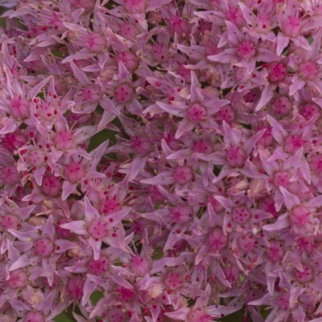 Sedum Telephium Seduction Green Pink