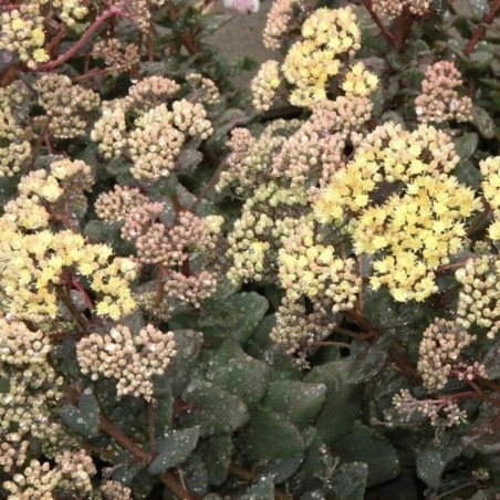 Sedum Telephium Seduction Green Yellow