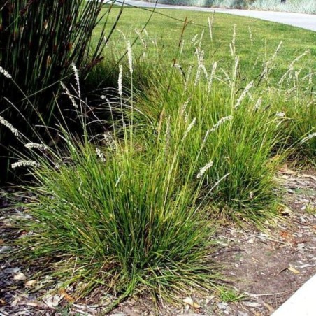 Sesleria Autumnalis - Blanc