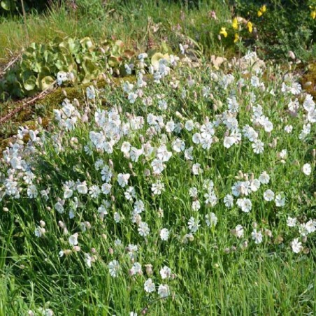 Silene Maritima - Rose