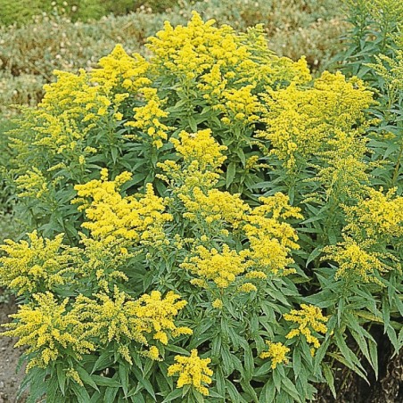 Solidago Canadensis Golden Baby - Jaune