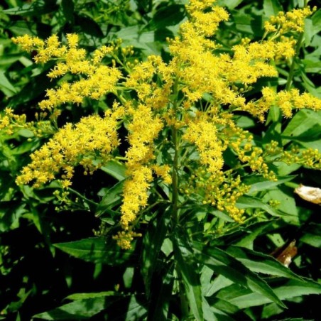 Solidago Canadensis Goldkind - Jaune