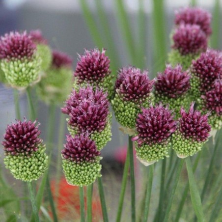 Allium Sphaerocephalon - Pourpre