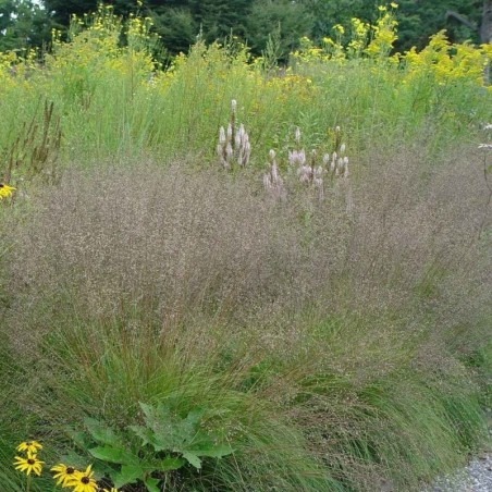 Sporobulus Heterolepis Cloud - Doré