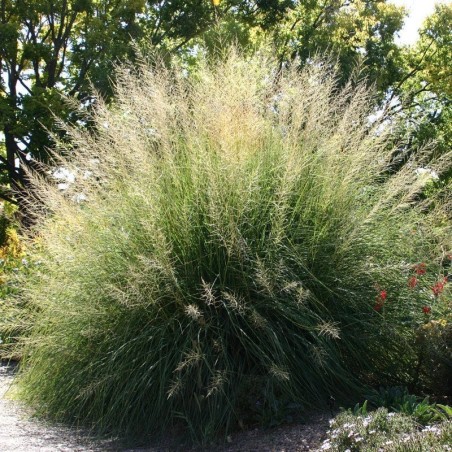 Sporobulus Wrightii -
