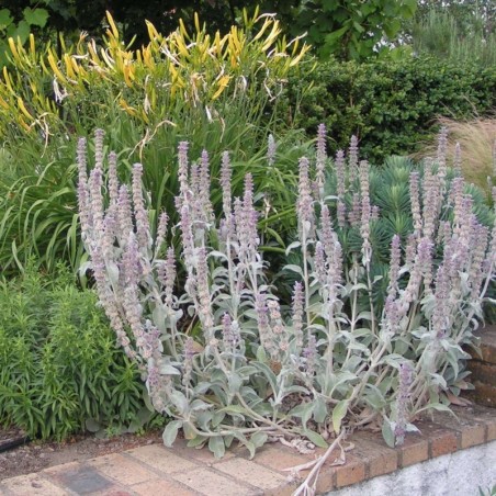Stachys Byzantina - Rose