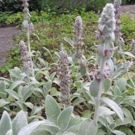 Stachys Byzantina Big Ears - Rose