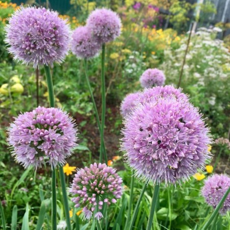 Allium Summer Beauty - Rose Lilas
