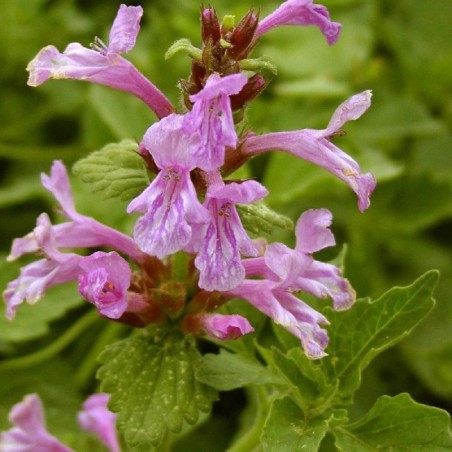 Stachys Grandiflora Superba - Rose