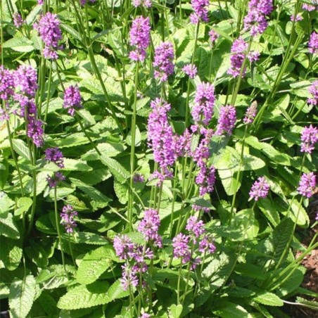 Stachys Monieri Hummelo - Rose