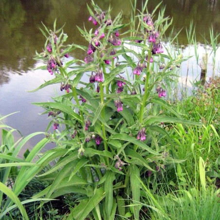 Symphytum Officinale