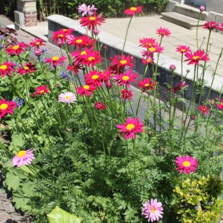 Tanacetum Coccineum Robinsons Red