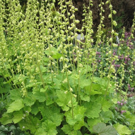 Tellima Grandiflora - Vert