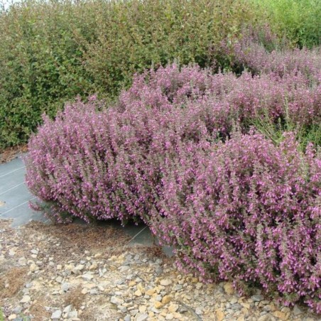 Teucrium Chamaedrys - Rose