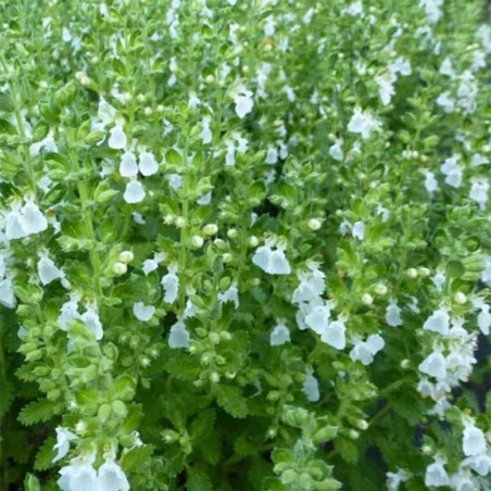 Teucrium Chamaedrys Alba - Blanc