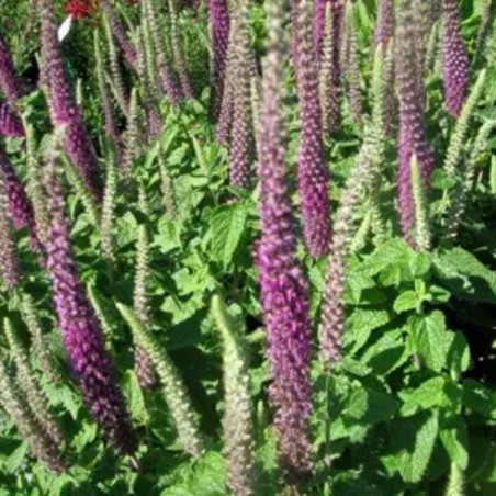 Teucrium Hircanicum Paradise Delight - Rose Pourpre