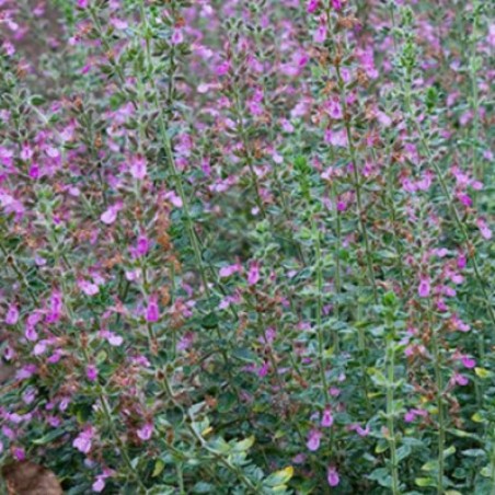 Teucrium Lucidrys - Rose