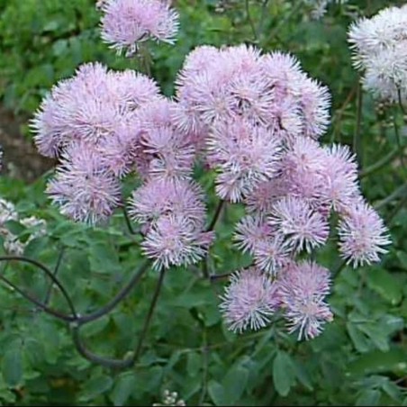 Thalictrum Aquilegifolium - Blanc