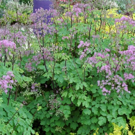 Thalictrum Aquilegifolium Black Stockings - Violet