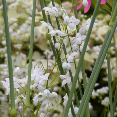 Thalictrum Delavayi - Blanc