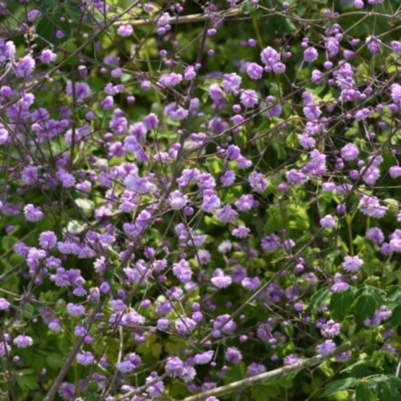 Thalictrum Hewitt'S Double