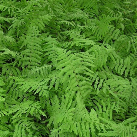 Thelypteris Palustris -