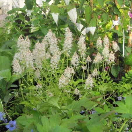 Tiarella Cordifolia - Blanc