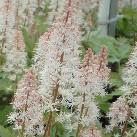 Tiarella Pink Skyrocket - Rose