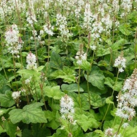 Tiarella Wherryi - Blanc