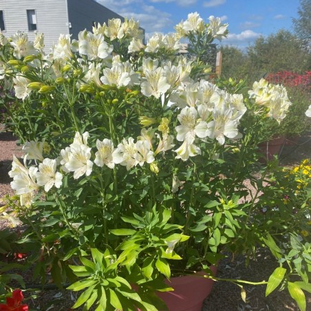 Alstroemeria Summer Ice - Blanc