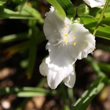 Tradescantia Innocence - Blanc