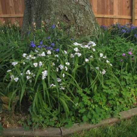 Tradescantia Osprey