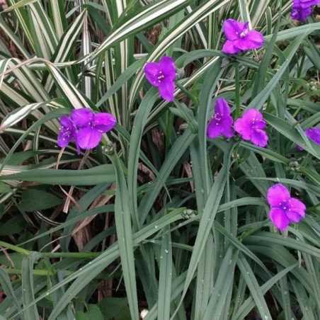 Tradescantia Valour